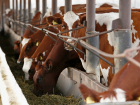 Производство мясной продукции на Кубани выросло на 57 тысяч тонн за пять лет 