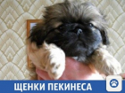 Щенки пекинеса продаются в Краснодаре