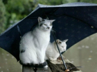 В четверг на Кубани повсеместно будет лить дождь