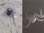 Краснодарцев напугали видео о пауках с Гидростроя
