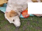 В Карасунском округе Краснодара расстреляли бездомных собак