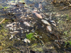 В реке Кубань обнаружили кучу мёртвой рыбы 