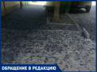 Шелковица и падающие ветки терроризируют жителей Краснодара