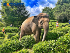 Сафари со слонами: туристы в Краснодарском крае гуляют с удивительными животными среди чайных плантаций