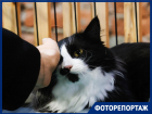 Мяумопомрачительное зрелище: бездомные котики покорили сердца краснодарцев
