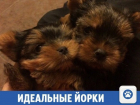 В Краснодаре продают очаровательных породистых щенков