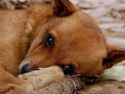 В Сочи живодер вспорол бездомной собаке живот