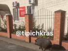 «Пришла в МФЦ оформлять вид на жительство»: чёрная свинья разгуливала по улицам Тимашевска в Краснодарском крае