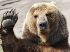 Краснодарский суд рассмотрит жалобу хозяина медведей-алкоголиков