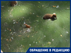 «Источник зловония и размножения инфекций»: городской пруд в Краснодаре превратили в тухлое болото