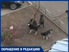 Стая собак держит в страхе жителей КМР в Краснодаре
