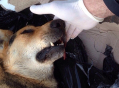 В Новороссийске произошло массовое убийство собак 