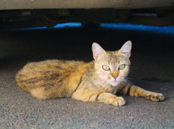 Заморозки до -3 градусов сохранятся в Краснодарском крае