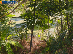 В Краснодарском крае 30 июня будет жарко и почти без дождей