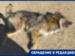  Неизвестные убили собак в Краснодаре прямо на улице 