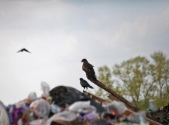 В Новороссийске разберутся со свалками до конца недели 