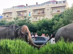 В Анапе жителей удивили гуляющие по городу животные 