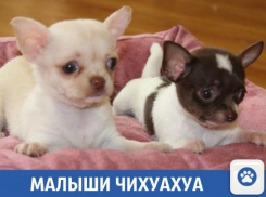 Продаются полуторамесячные щенки чихуахуа