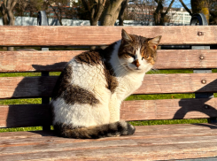 Африканская жара задержится в Краснодарском крае