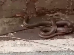 В Краснодаре большая змея напугала детей во дворе жилого дома