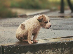 Власти Новороссийска вопреки законам разрешали убивать бездомных животных