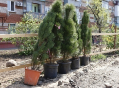 В Краснодаре на Ростовском шоссе высаживают сосны и липы 
