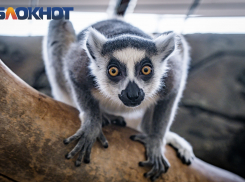 Гости из Мадагаскара: рассказываем о жизни лемуров в Краснодаре 