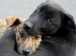 Бездомных животных Сочи массово простерилизуют для «идеального» ЧМ-2018