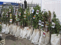 В Сочи сотрудник санатория украл экзотические деревья