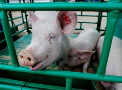 В Краснодарском крае объявили карантин по африканской чуме