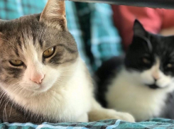 Гроза вернется на Кубань 