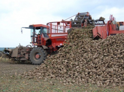  Более 10 млн тонн сахарной свеклы собрали на Кубани 