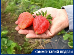 «Пострадали более 50 га клубники»: фермеры Кубани прогнозируют потери урожая из-за подтоплений