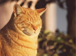 На Кубани ожидается аномальное потепление