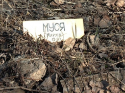 В Ейске образовалось стихийное кладбище домашних животных