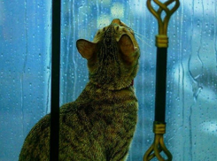 Небольшой дождик пройдет местами в Краснодаре