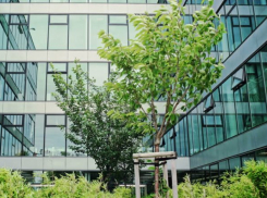 Разработку дендропланов для Краснодара ускорят