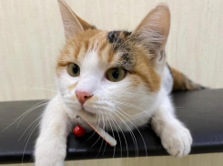 Краснодар снова накроет снегом