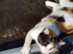 Аномальная для ноября жара продолжается в Краснодарском крае 