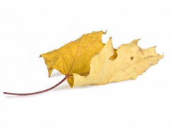 В Краснодаре зарплаты «опадают» вместе с листьями