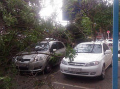 В центре Краснодара упало дерево