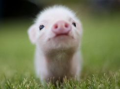 На Кубани значительно снизилось количество свиней