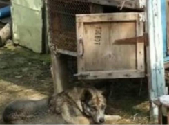 Под Краснодаром мужчина держал собаку в капкане 