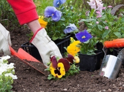 На озеленение одного района Сочи власти выделят 17,5 млн рублей