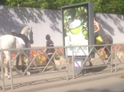 Наездницы скинули лошадиный помет под колеса машин в центре Краснодара