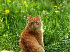 Очередной дождливый летний день ожидается на Кубани 