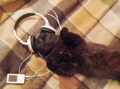 Краснодарский фанат Дэвида Боуи за год прослушал его песни почти 25 тысяч раз 