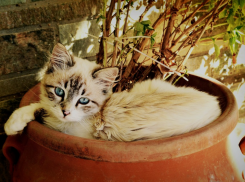  На Кубани будет жарко 