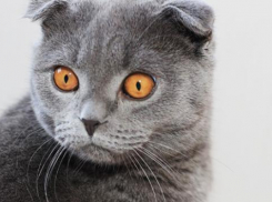 Кошки шотландской породы покорили сердца Краснодарцев