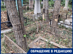 «Могут упасть кому-то на голову»: краснодарцы требуют убрать сухие деревья на кладбище